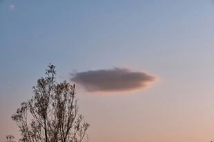 夕阳下的孤云与树木