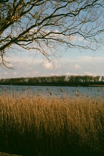 湖畔芦苇与天际的自然景致