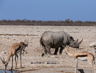 草原上的犀牛与羚羊