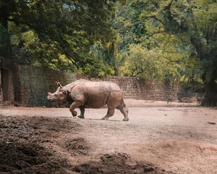 野外行走的犀牛