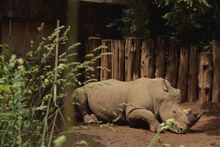 围栏内休憩的犀牛