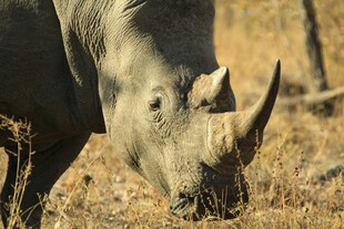 草原上低头觅食的犀牛