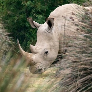 野外白犀牛特写