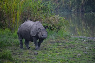 草原上的独角犀牛