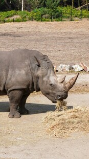 站立进食的灰犀牛