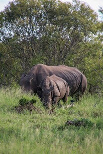 草原上的两头犀牛