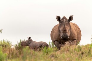 草原上的犀牛母子