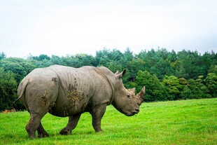 草原上的独行犀牛