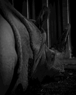 黑暗中蜷伏的犀牛