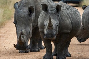 路上行走的一群犀牛