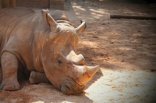 休憩的犀牛