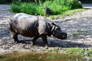 河边行走的独角犀牛