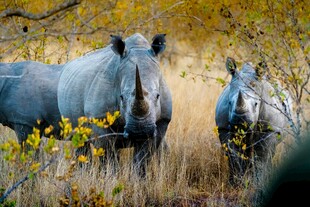 草原上的三只犀牛
