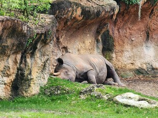 犀牛休憩于岩石洞穴旁