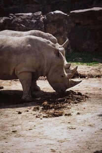 两只犀牛在地面觅食