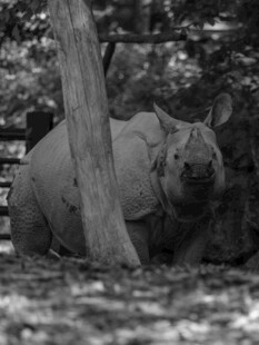 犀牛于树旁休憩