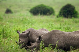 草原上的双犀牛