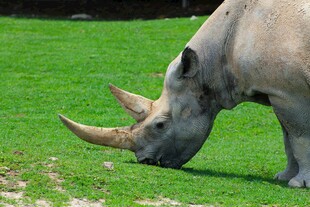 草地上的独角犀牛