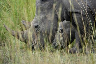 草原上的犀牛母子
