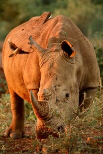 野外觅食的健壮犀牛