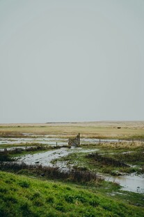 湿地风光中的自然景致