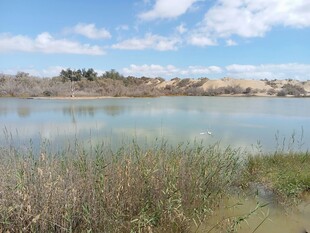 湖畔风光 水草摇曳