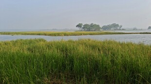 广袤湿地芦苇茂盛景观