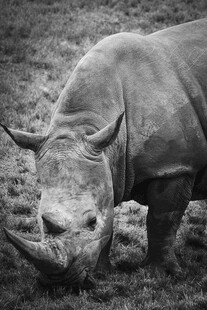 野外低头觅食的独角犀牛