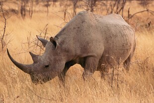 草原上的独角犀牛