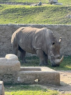 动物园中的白犀牛