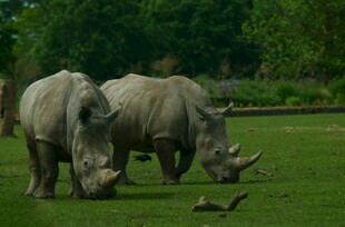 草原上的双犀牛