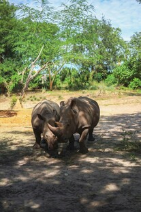 野外休憩的两头犀牛