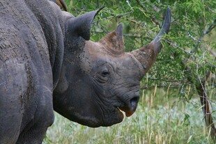 野外站立的独角犀牛