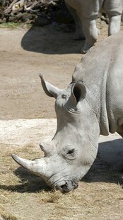 低头进食的白犀牛