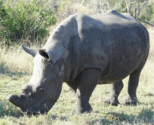 草原上的独角犀牛