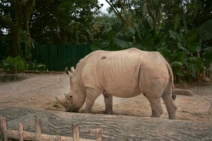 野外站立的健壮犀牛