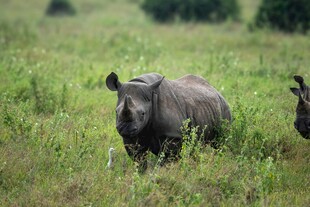 草原上的两头犀牛