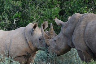 草原上的两只犀牛互动