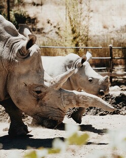 两只犀牛在户外场景中