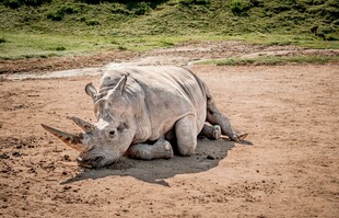 休憩的犀牛