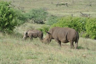 草原上的犀牛母子