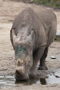 犀牛于泥地低头饮水