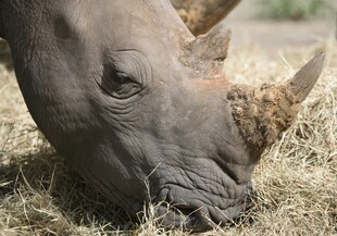犀牛低头进食干草