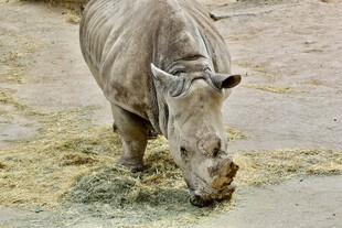 低头进食的犀牛
