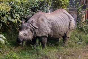 草地上的单只灰犀牛