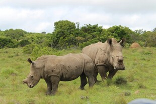 草原上的两头犀牛