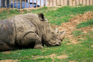 草地上休憩的犀牛