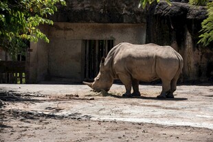 户外站立的犀牛