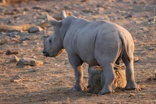 野外站立的灰色犀牛