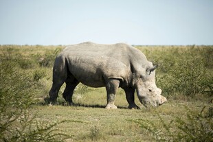 草原上的独行犀牛